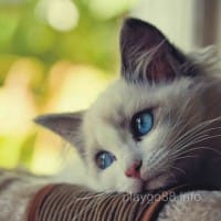 Liễu Thùy My - Học viên Play Go88