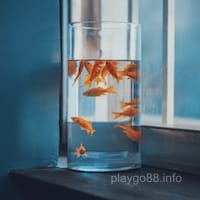 Mai Xuân Trang - Thành viên VIP